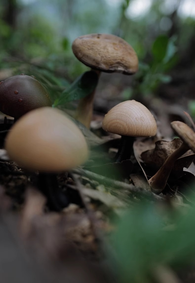 BBDD Profumo Fungo Bocchetta Aria Aromaterapia Carino Creativo Fragranza Ornamento Decorazione Interni Auto_voghion.com