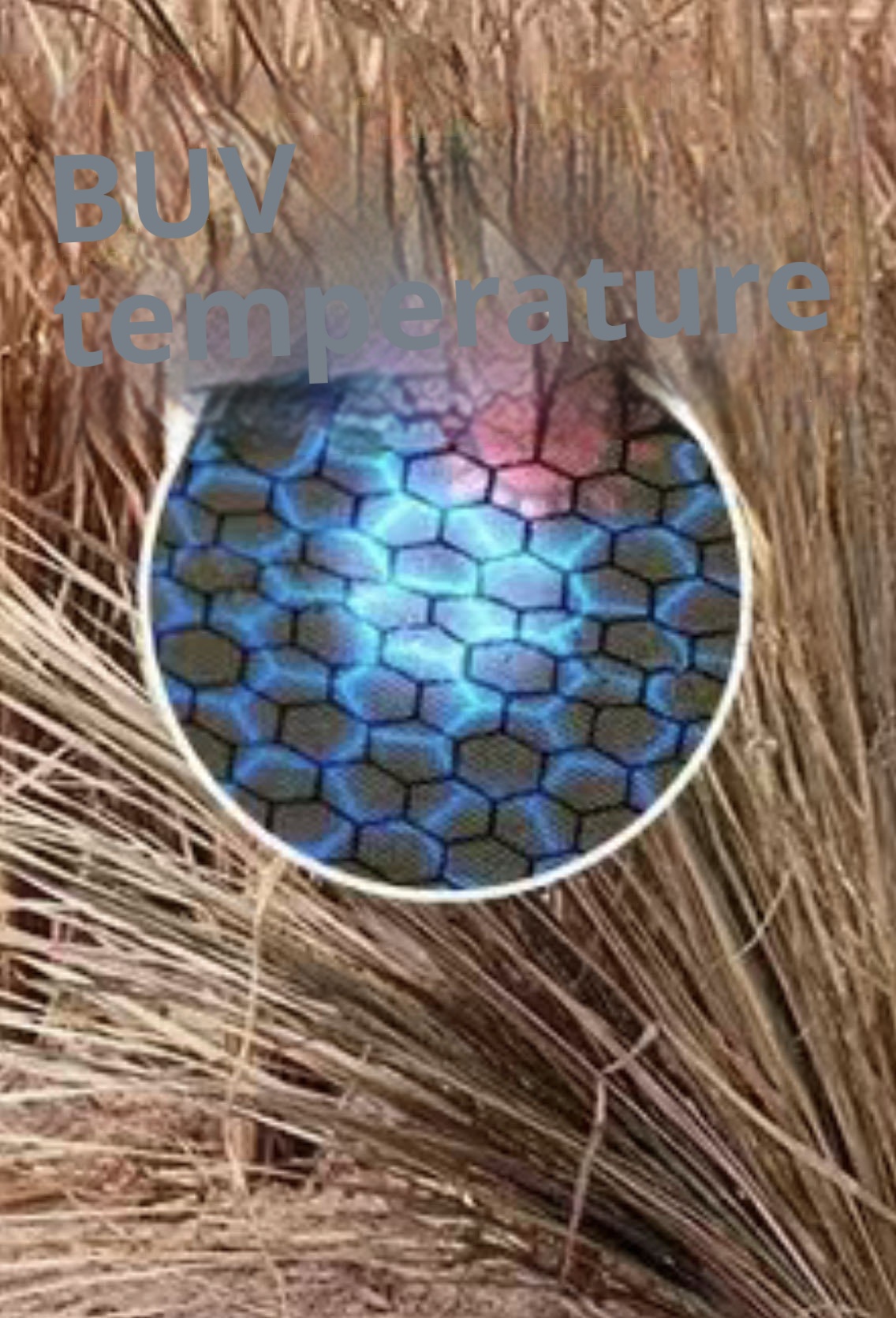 001 Pantaloni softshell unisex in piumino d'oca, impermeabili, antivento, invernali, neri, spessi e caldi, da uomo, con anatra bianca_voghion.com