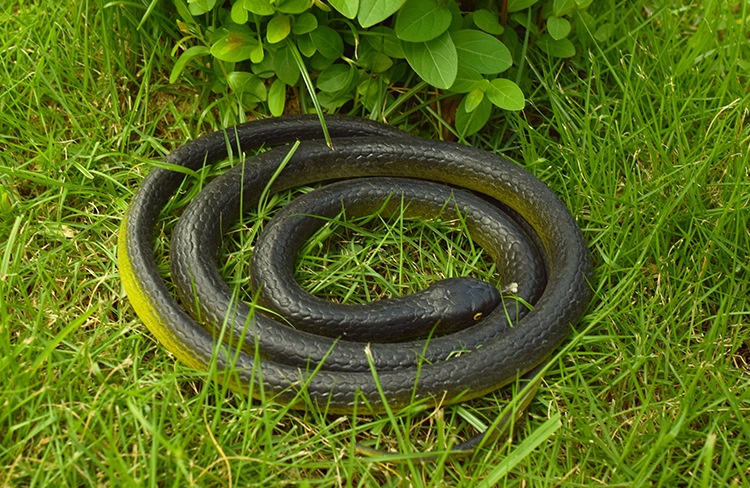 Cobra in plastica morbida realistica 80cm giocattolo scherzo_voghion.com