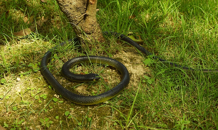 Cobra in plastica morbida realistica 80cm giocattolo scherzo_voghion.com